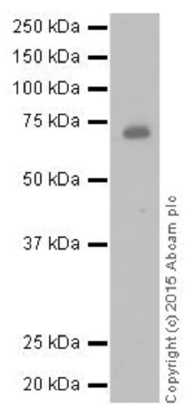 Western blot - Anti-METTL3 antibody [EPR18810] (AB195352)