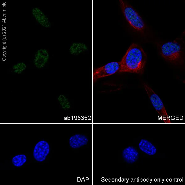 Immunocytochemistry/ Immunofluorescence - Anti-METTL3 antibody [EPR18810] - BSA and Azide free (AB221795)