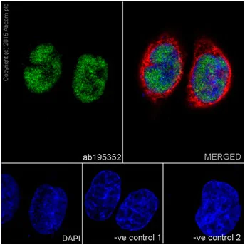 Immunocytochemistry/ Immunofluorescence - Anti-METTL3 antibody [EPR18810] - BSA and Azide free (AB221795)