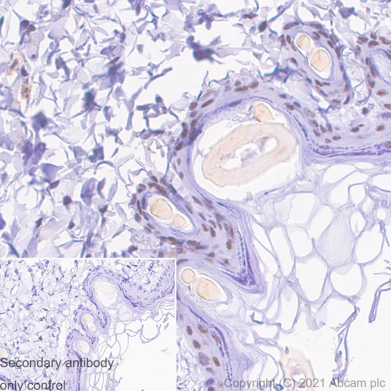Immunohistochemistry (Formalin/PFA-fixed paraffin-embedded sections) - Anti-METTL3 antibody [EPR18810] - BSA and Azide free (AB221795)