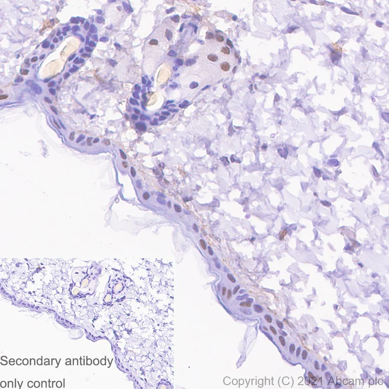 Immunohistochemistry (Formalin/PFA-fixed paraffin-embedded sections) - Anti-METTL3 antibody [EPR18810] - BSA and Azide free (AB221795)