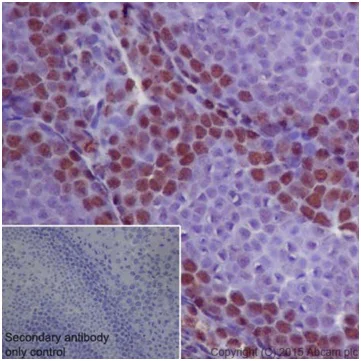Immunohistochemistry (Formalin/PFA-fixed paraffin-embedded sections) - Anti-METTL3 antibody [EPR18810] - BSA and Azide free (AB221795)