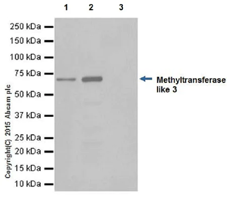 Immunoprecipitation - Anti-METTL3 antibody [EPR18810] - BSA and Azide free (AB221795)