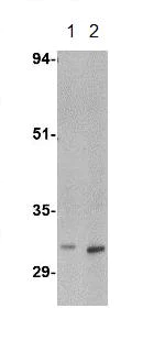 Western blot - Anti-METTL7B antibody (AB110134)