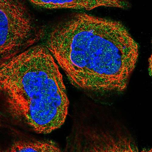 Immunocytochemistry/ Immunofluorescence - Anti-METTL8 antibody (AB122273)