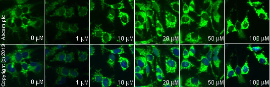 Immunocytochemistry/ Immunofluorescence - Mevastatin, HMG-CoA reductase inhibitor (AB120652)