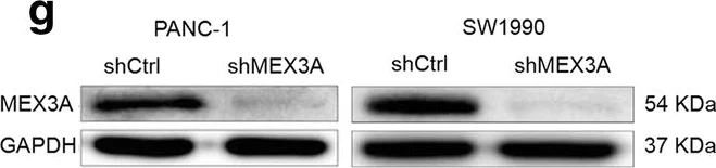 Western blot - Anti-MEX3A antibody (AB79046)