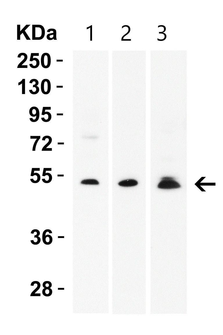 Western blot - Anti-MEX3A antibody (AB79046)