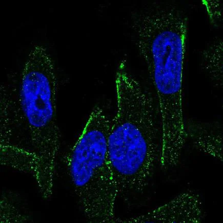 Immunocytochemistry/ Immunofluorescence - Anti-MEX3C antibody (AB243457)