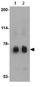 Western blot - Anti-MEX3C antibody (AB79041)