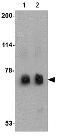 Western blot - Anti-MEX3C antibody (AB79041)