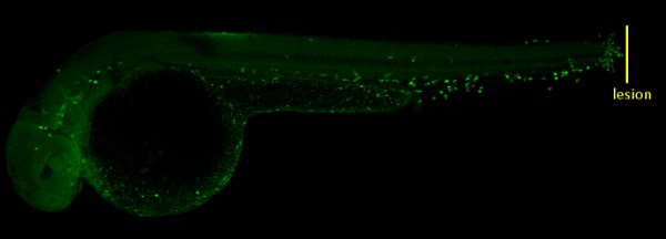 IHC - Wholemount - Anti-MFAP4 antibody (AB229543), expandable thumbnail