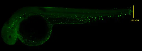 IHC - Wholemount - Anti-MFAP4 antibody (AB229543)