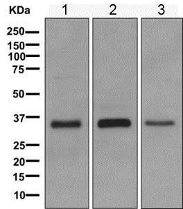 Western blot - Anti-MFAP4 antibody [EPR10254(B)] (AB169757)