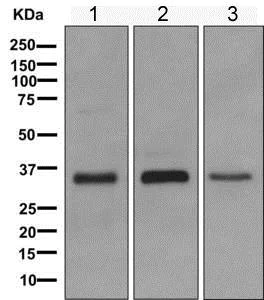 Western blot - Anti-MFAP4 antibody [EPR10254(B)] - BSA and Azide free (AB249504)