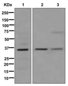 Western blot - Anti-MFAP4 antibody [EPR10255] (AB174845)