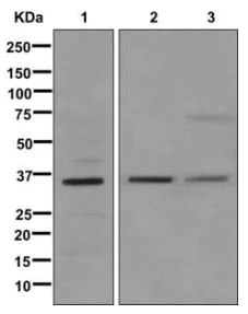 Western blot - Anti-MFAP4 antibody [EPR10255] - BSA and Azide free (AB249833)