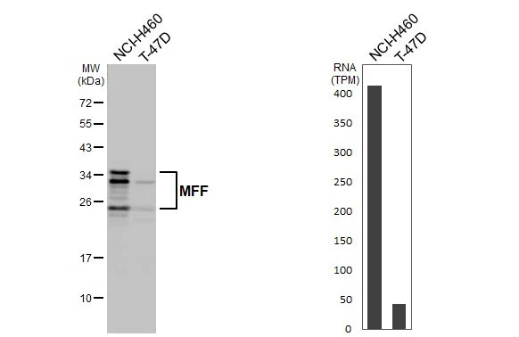 Western blot - Anti-MFF antibody [HL1312] - BSA and Azide free (AB327550)