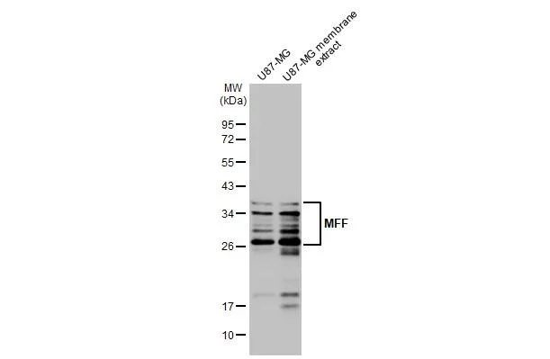 Western blot - Anti-MFF antibody [HL1312] - BSA and Azide free (AB327550)