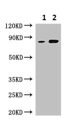 Western blot - Anti-MFI2/MTf antibody (AB236732)