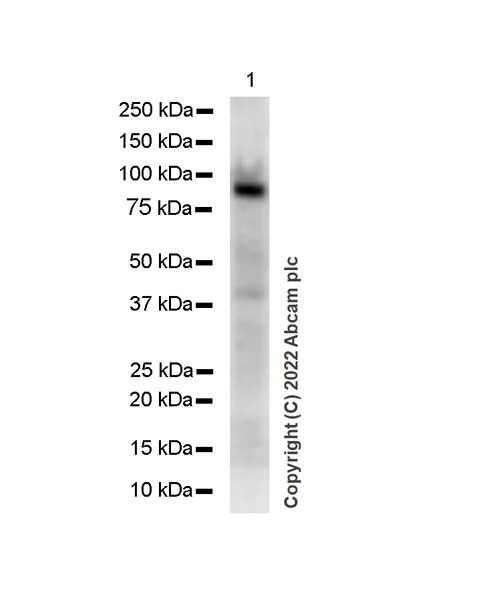Western blot - Anti-MFI2/MTf antibody [EPR27232-23] (AB303514)