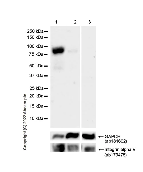 Western blot - Anti-MFI2/MTf antibody [EPR27232-23] (AB303514)