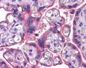 Immunohistochemistry (Formalin/PFA-fixed paraffin-embedded sections) - Anti-MFSD2A/NLS1 antibody (AB117618)