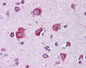 Immunohistochemistry (Formalin/PFA-fixed paraffin-embedded sections) - Anti-MFSD2A/NLS1 antibody (AB117618)