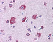 Immunohistochemistry (Formalin/PFA-fixed paraffin-embedded sections) - Anti-MFSD2A/NLS1 antibody (AB117618)