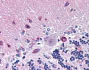 Immunohistochemistry (Formalin/PFA-fixed paraffin-embedded sections) - Anti-MFSD2A/NLS1 antibody (AB117618)