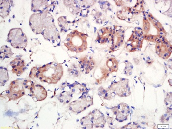 Immunohistochemistry (Formalin/PFA-fixed paraffin-embedded sections) - Anti-MFSD2A/NLS1 antibody (AB217970)