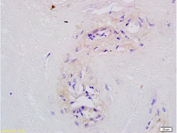 Immunohistochemistry (Formalin/PFA-fixed paraffin-embedded sections) - Anti-MFSD2A/NLS1 antibody (AB217970)