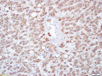 Immunohistochemistry (Formalin/PFA-fixed paraffin-embedded sections) - Anti-MFSD2A/NLS1 antibody (AB217970)