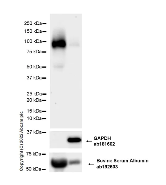 Western blot - Anti-MFSD2A/NLS1 antibody [EPR24503-101] - BSA and Azide free (AB307691)
