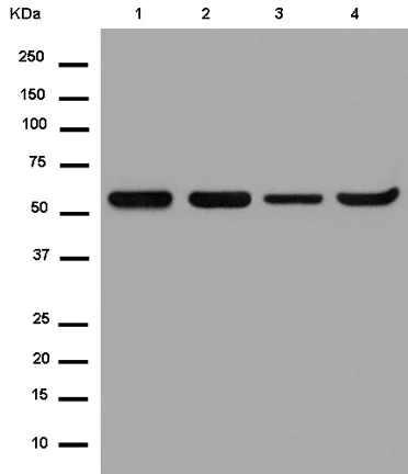 Western blot - Anti-MFSD7 antibody [EPR13776] - BSA and Azide free (AB250199)