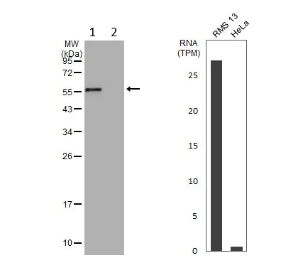 Western blot - Anti-MG53 antibody (AB154238)