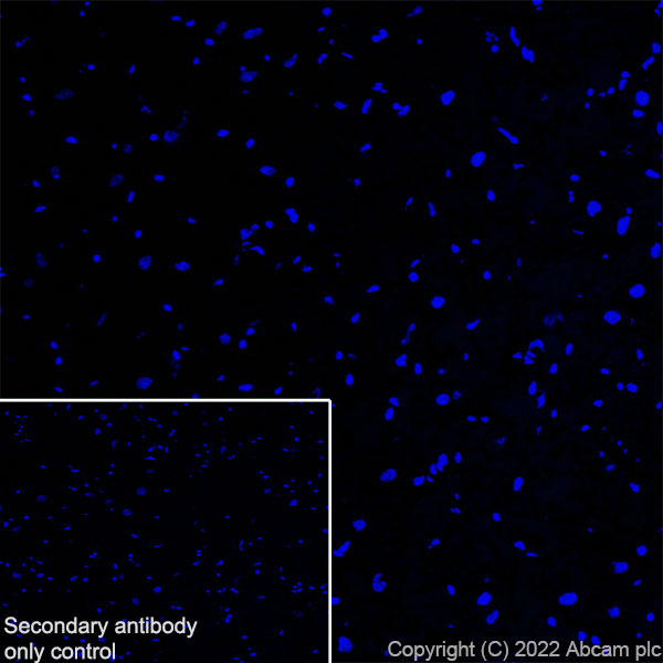 Immunohistochemistry (Frozen sections) - Anti-MG53 antibody [EPR26057-7] (AB307593)