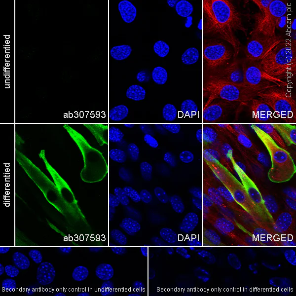 Immunocytochemistry/ Immunofluorescence - Anti-MG53 antibody [EPR26057-7] - BSA and Azide free (AB307594)
