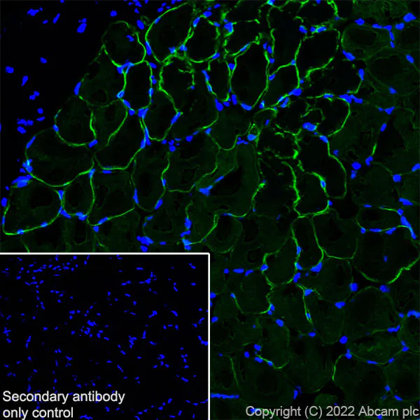 Immunohistochemistry (Frozen sections) - Anti-MG53 antibody [EPR26057-7] - BSA and Azide free (AB307594)