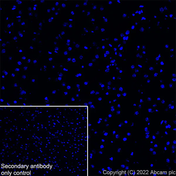 Immunohistochemistry (Frozen sections) - Anti-MG53 antibody [EPR26057-7] - BSA and Azide free (AB307594)