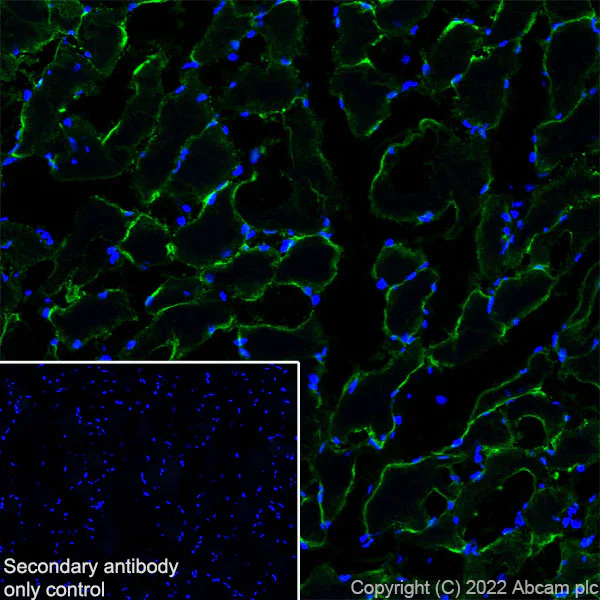 Immunohistochemistry (Frozen sections) - Anti-MG53 antibody [EPR26057-7] - BSA and Azide free (AB307594)