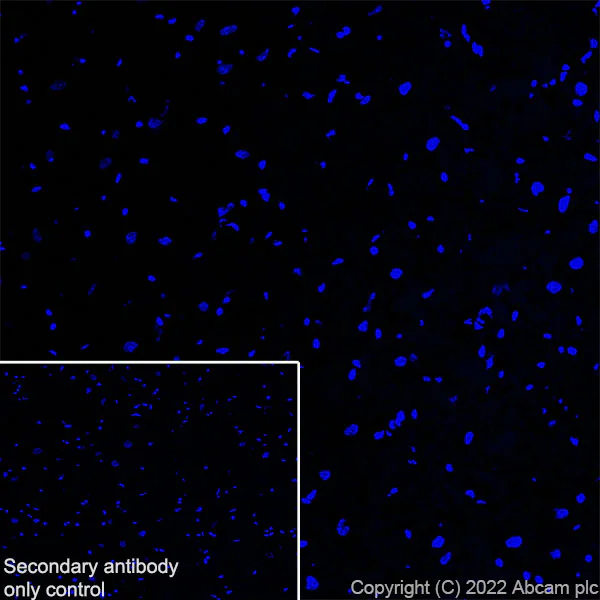 Immunohistochemistry (Frozen sections) - Anti-MG53 antibody [EPR26057-7] - BSA and Azide free (AB307594)