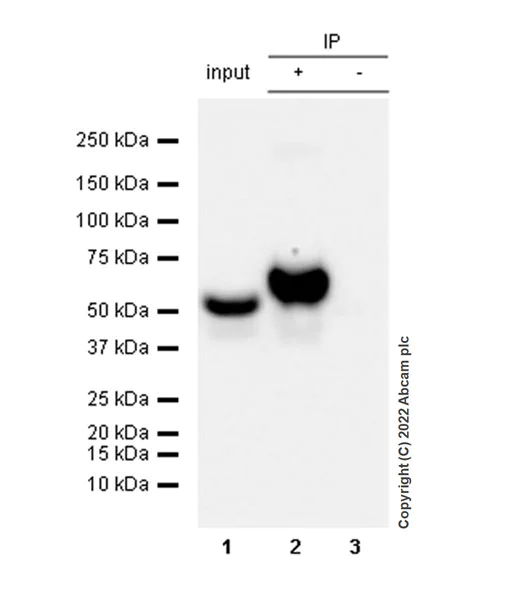 Immunoprecipitation - Anti-MG53 antibody [EPR26057-7] - BSA and Azide free (AB307594)