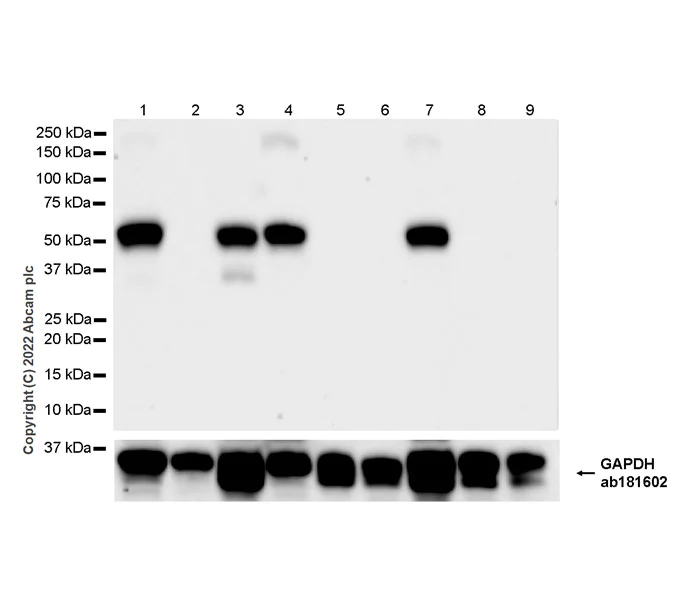 Western blot - Anti-MG53 antibody [EPR26057-7] - BSA and Azide free (AB307594)