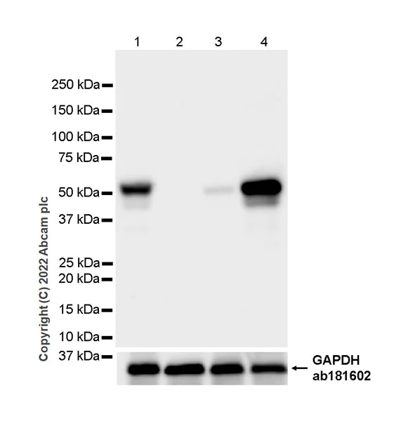Western blot - Anti-MG53 antibody [EPR26057-7] - BSA and Azide free (AB307594)