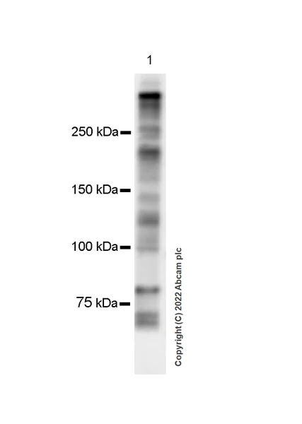 Western blot - Anti-MGA antibody [EPR19854] - BSA and Azide free (AB226861)