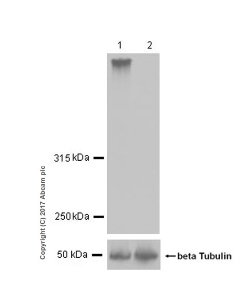 Western blot - Anti-MGA antibody [EPR19854] - BSA and Azide free (AB226861)