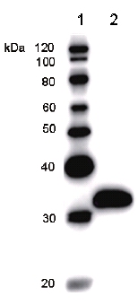 Western blot - Anti-MGA antibody [MGA6A4H5] (AB50937)