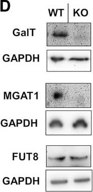 Western blot - Anti-MGAT1 antibody [EPR14247] (AB180578), expandable thumbnail