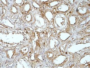 Immunohistochemistry (Formalin/PFA-fixed paraffin-embedded sections) - Anti-MGAT4B antibody (AB177206)